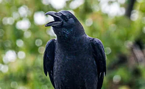 Groundbreaking Study Reveals Crows Can Count—And Out Loud, No Less