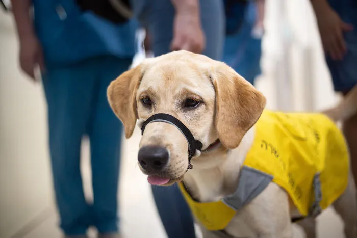 I Took Photos Of Amazing Service Dogs In Training, And They Bring Absolute Joy To Hospital Patients (9 Pics)