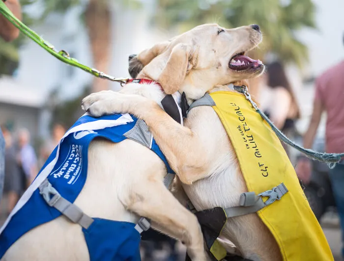 I Took Photos Of Amazing Service Dogs In Training, And They Bring Absolute Joy To Hospital Patients (9 Pics)