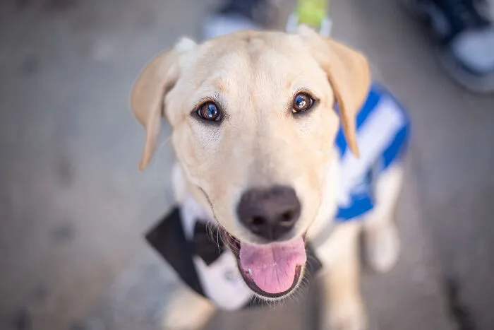I Took Photos Of Amazing Service Dogs In Training, And They Bring Absolute Joy To Hospital Patients (9 Pics)