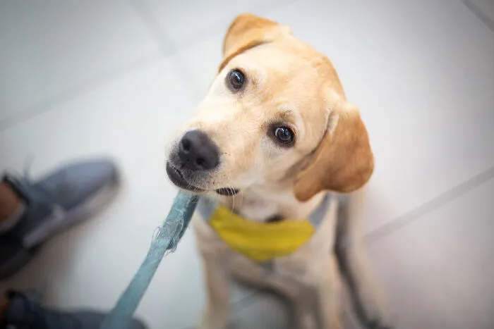 I Took Photos Of Amazing Service Dogs In Training, And They Bring Absolute Joy To Hospital Patients (9 Pics)