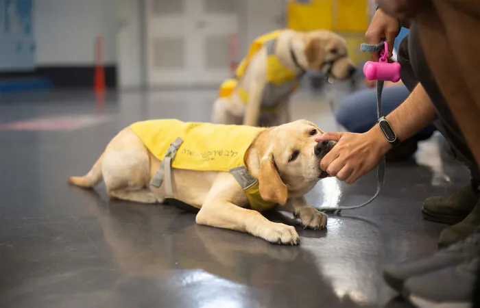 I Took Photos Of Amazing Service Dogs In Training, And They Bring Absolute Joy To Hospital Patients (9 Pics)