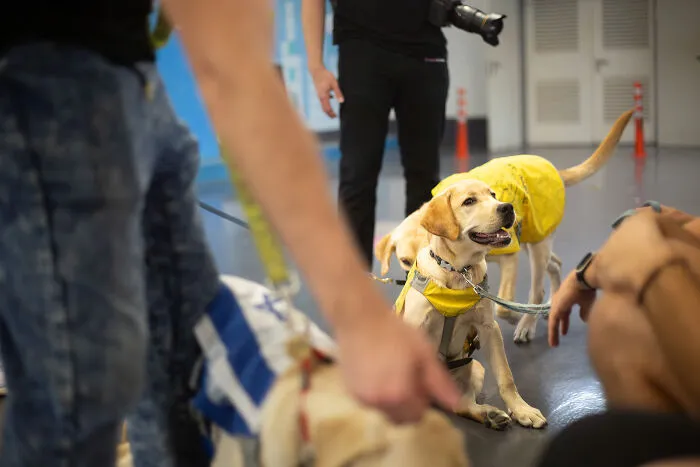 I Took Photos Of Amazing Service Dogs In Training, And They Bring Absolute Joy To Hospital Patients (9 Pics)