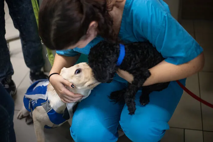 I Took Photos Of Amazing Service Dogs In Training, And They Bring Absolute Joy To Hospital Patients (9 Pics)