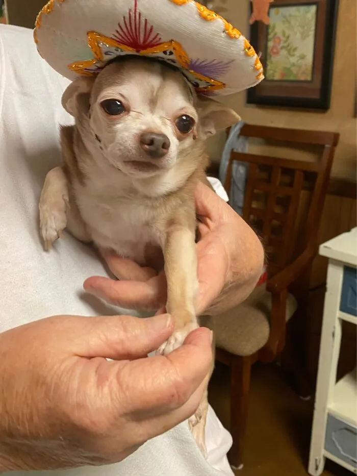 My Sweet Rescue Chi Baby Who I Almost Lost Two Days After I Got Him, The Great Gatsby! ❤️❤️❤️🥰🥰🥰
