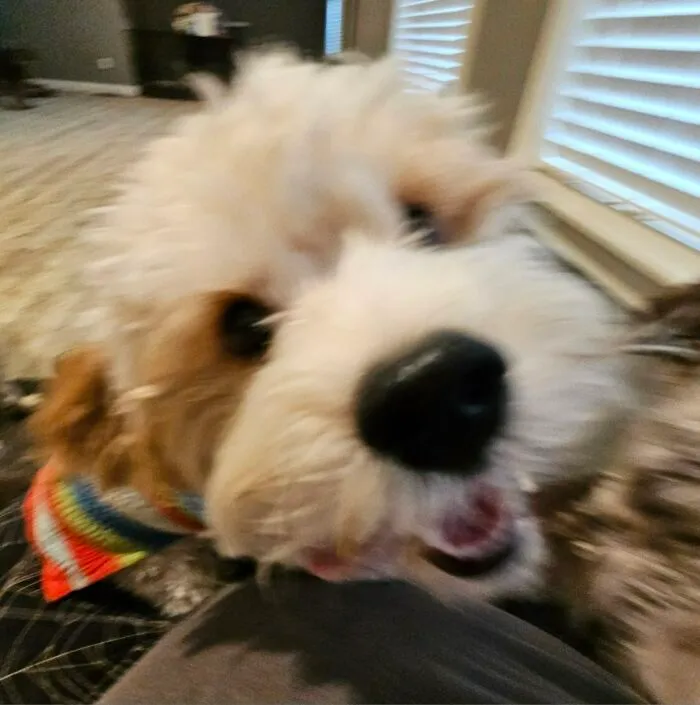 Finnegan