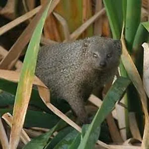 oblong mongoose (they/them)