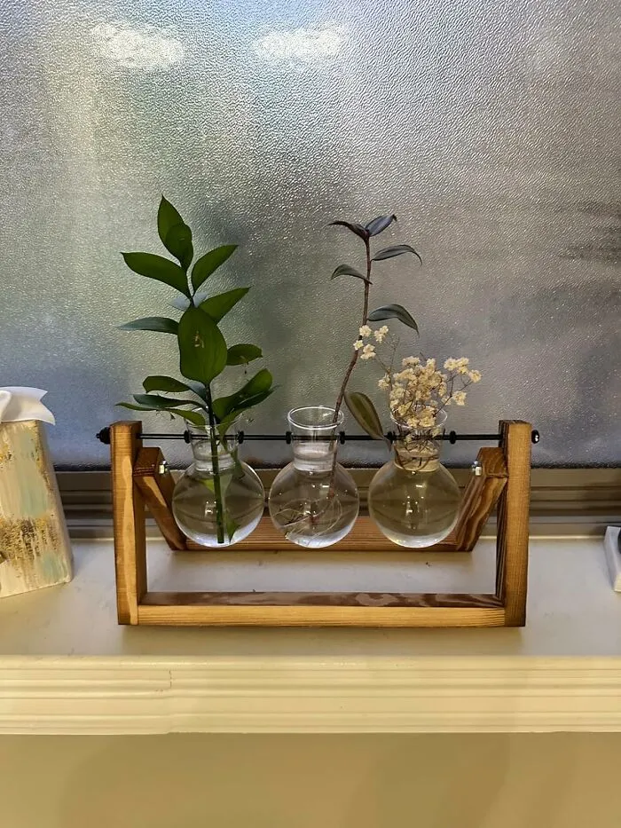 You Don't Need Much Skill To Make This <a Style="Display:inline;" Href="Https://Www.amazon.com/Terrarium-Planter-Tabletop-Hydroponics-Decoration/Dp/B07d29p5z1?pd_rd_w=ua4nx&content-ID=amzn1.sym.f3fa545a-A5aa-49cf-A858-Ce015cb8afc6&pf_rd_p=f3fa545a-A5aa-49cf-A858-Ce015cb8afc6&pf_rd_r=ewdcm20fp9b9zzm8mjam&pd_rd_wg=vtlom&pd_rd_r=8f7f55f0-0d8f-42ff-B7d4-4427dcb322df&pd_rd_i=b07d29p5z1&linkcode=ll1&tag=bpfish-20&linkid=64bc73190887e2ffc8f693b76d60d45e&language=en_us&ref_=as_li_ss_tl" Target="_blank"><span Style="Font:inherit;color:#d74b1f;"> Plant Terrarium </Span> Look Good