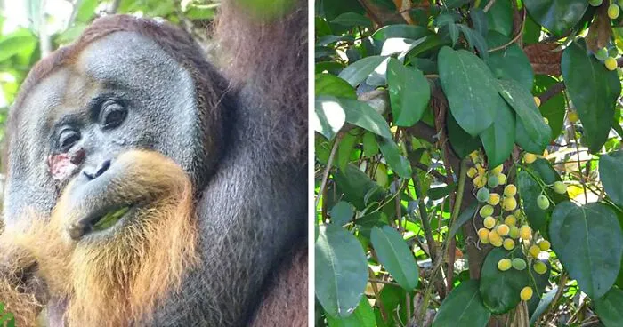 Primate Uses Plant To Treat Wound In Surprising Case Of Animal Self-Medication