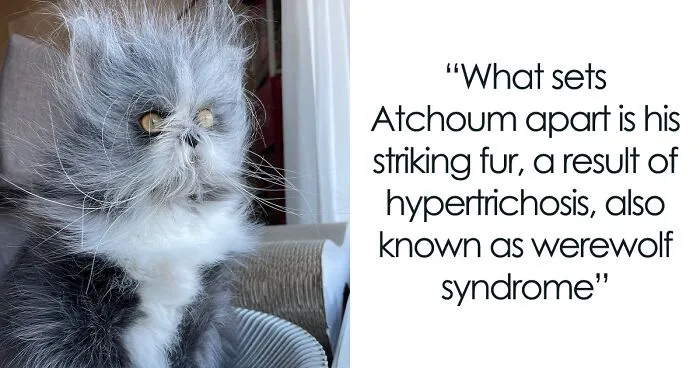 Fluffiest Of Them All: This Werewolf Cat Is Winning Hearts Worldwide
