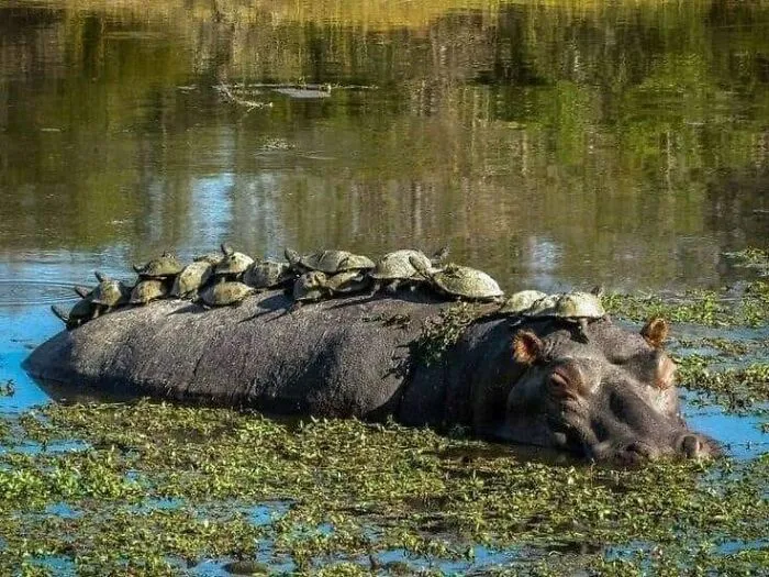 “Pics Or It Never Happened”: 50 Things That Might Be Hard To Believe Without Evidence