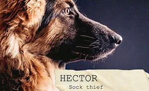 19 Dog Mugshots And Their Crimes That I Turned Into A Funny Deck Of Playing Cards