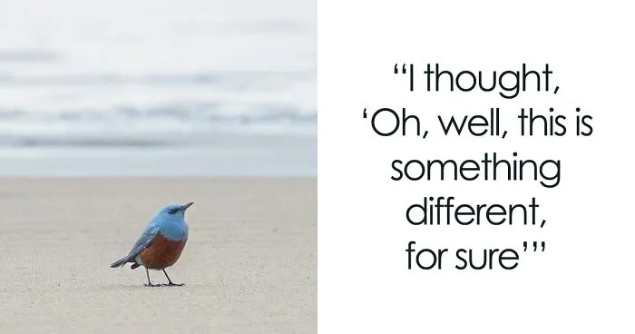 Michael Sanchez Made Birding History With His Photos Of Rare Blue Rock Thrush