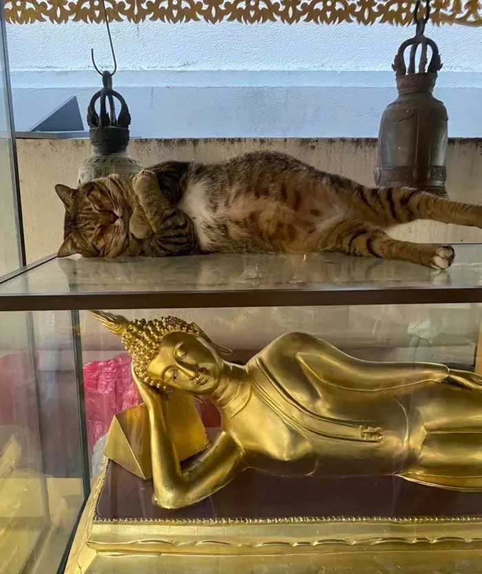 Cute Religious Cat