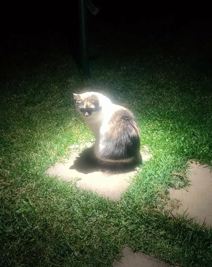 The Enlightened One