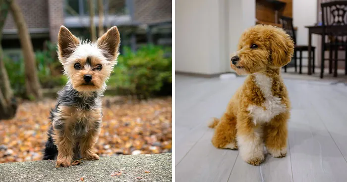 20 World's Tiniest Dog Breeds and the Smallest Dog in the World