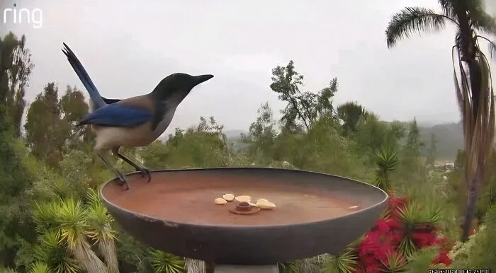 Esta mujer puso una fuente de agua con una cámara en su jardín, y aquí tienes 24 nuevas fotos de quienes la visitan regularmente