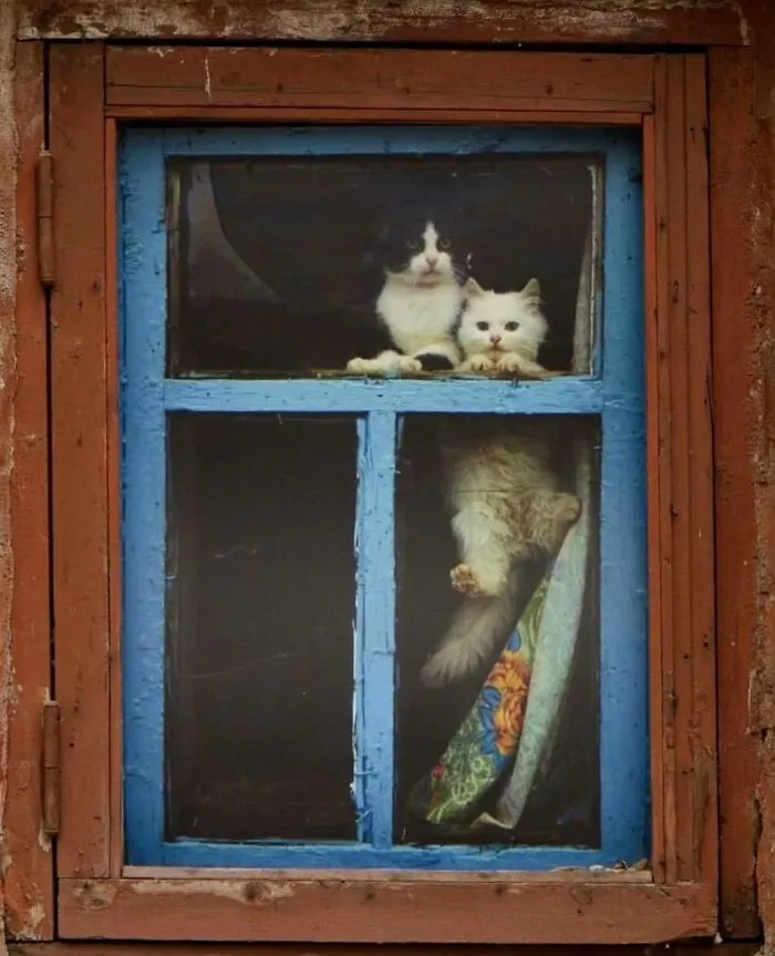 This Account Shared 29 Amusing Street Photos Featuring Cats