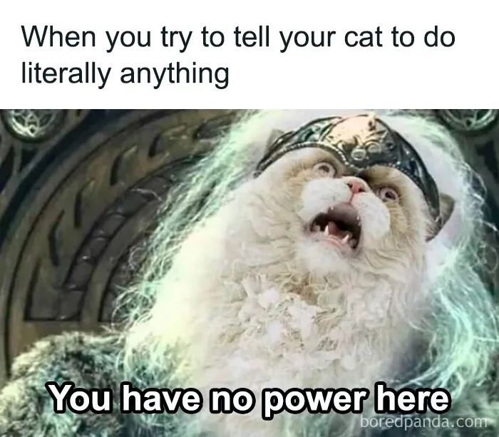 "One Meme To Rule Them All": 50 Hilarious LOTR Memes from Dedicated Fans