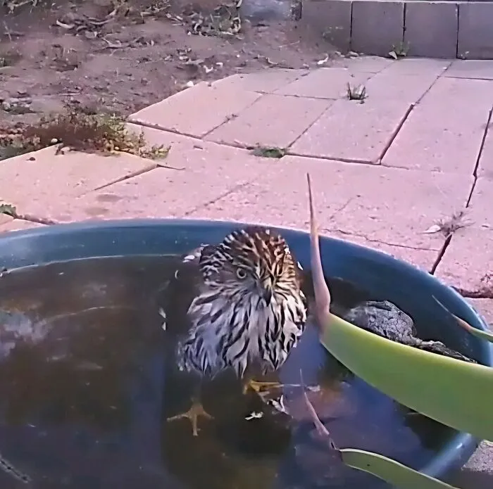 Esta mujer puso una fuente de agua con una cámara en su jardín, y aquí tienes 24 nuevas fotos de quienes la visitan regularmente