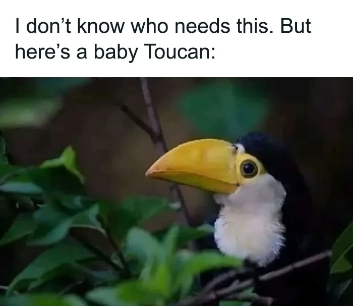 ‘Animals With Vibing Auras’: 50 Hilarious Pics Of Creatures Doing Random Things