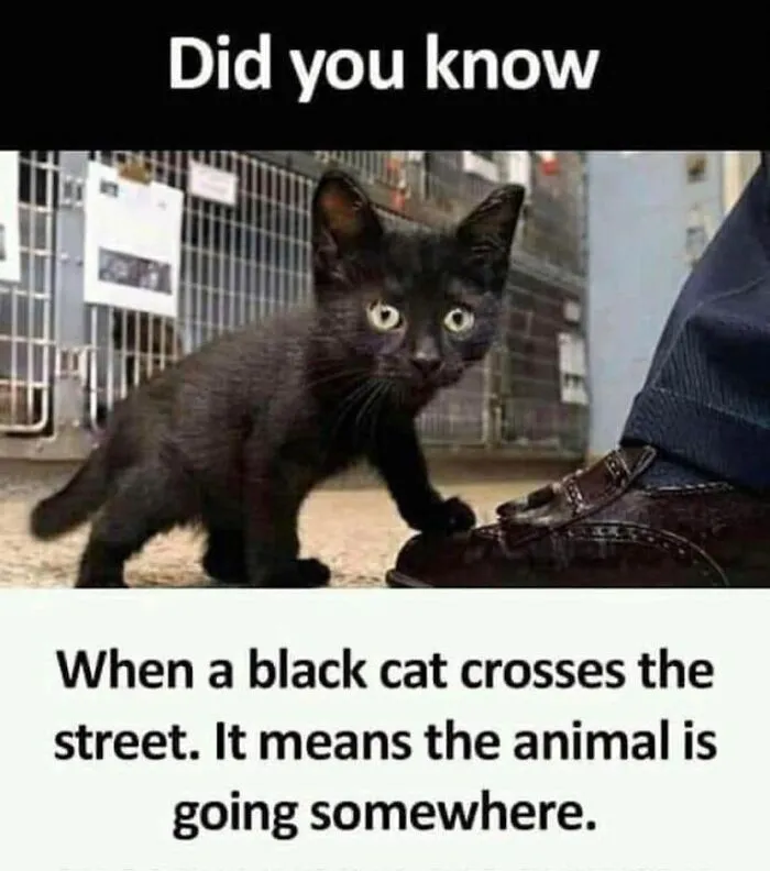 If You're Having A Rough Day, These 50 Wholesome Cat Pics And Memes May Cheer You Up