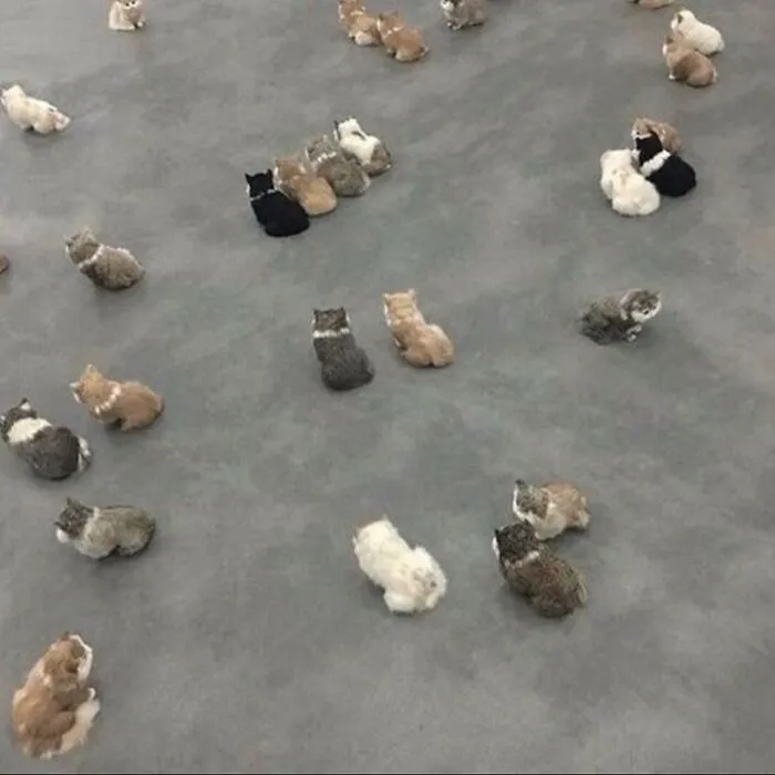 50 Magical Photos That Prove Cats Are Truly A Blessing, As Shared On This Instagram Page