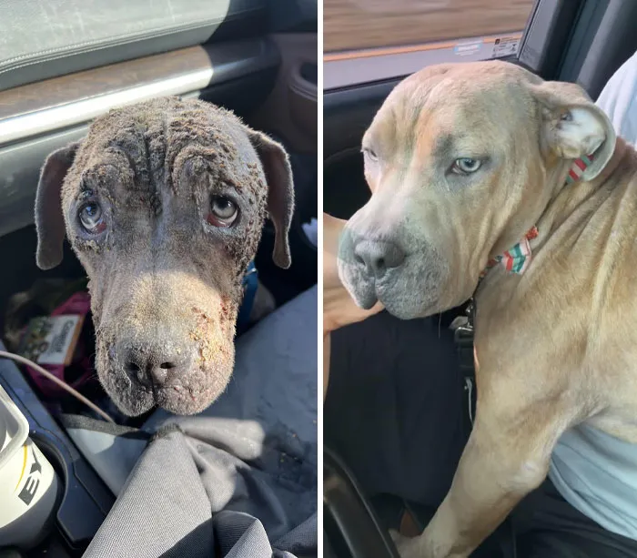 My Recent Foster, Leiah, Was Saved from Euthanasia. It Took Many Weeks Of Medicated Baths To Get Her Hair Growing Back And Extra Feedings To Get Her To A Normal Weight
