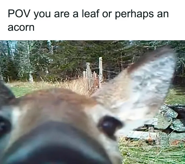 ‘Animals With Vibing Auras’: 50 Hilarious Pics Of Creatures Doing Random Things