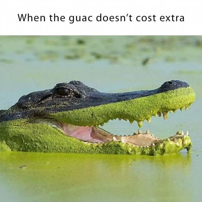 ‘Animals With Vibing Auras’: 50 Hilarious Pics Of Creatures Doing Random Things