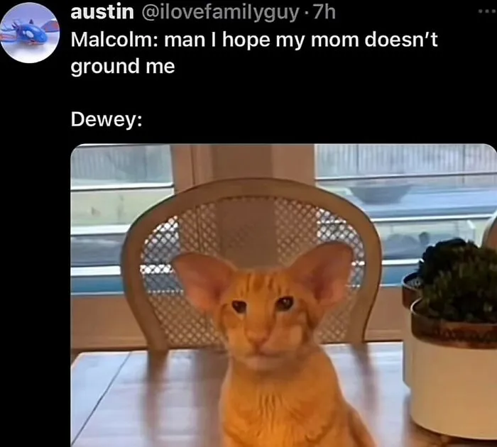 ‘Animals With Vibing Auras’: 50 Hilarious Pics Of Creatures Doing Random Things