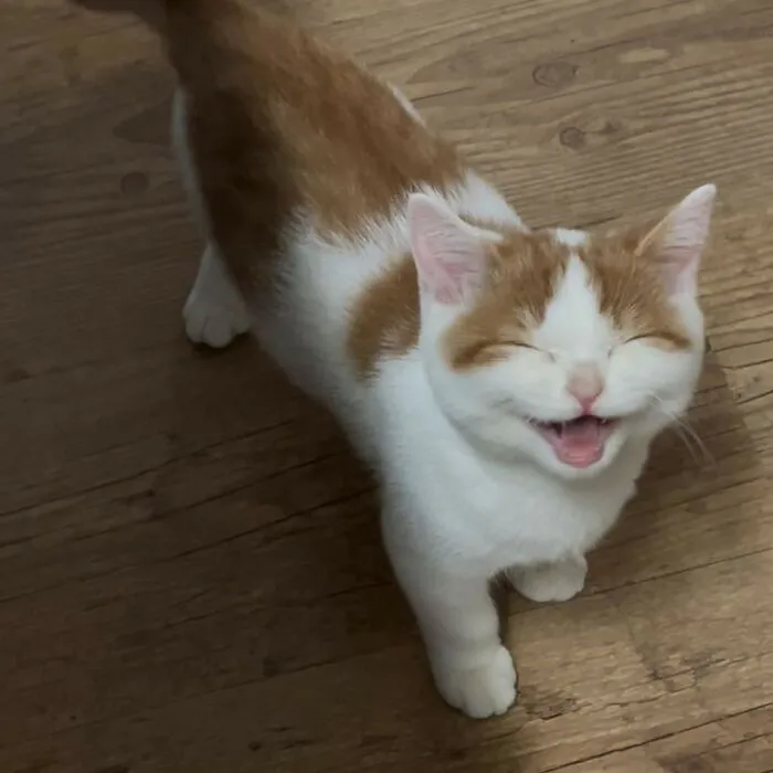 50 Magical Photos That Prove Cats Are Truly A Blessing, As Shared On This Instagram Page