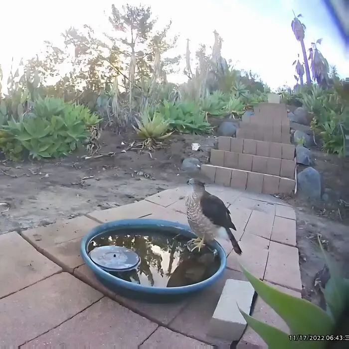 Esta mujer puso una fuente de agua con una cámara en su jardín, y aquí tienes 24 nuevas fotos de quienes la visitan regularmente