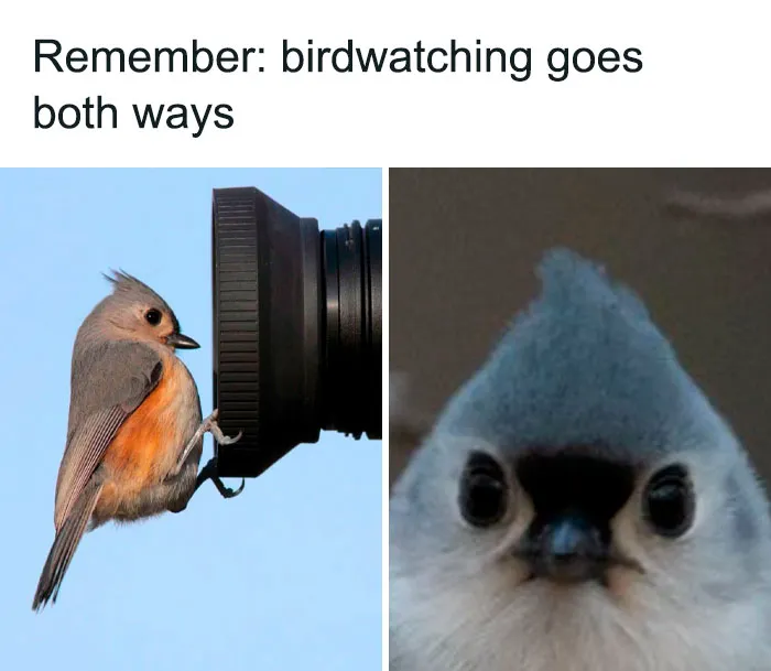 ‘Animals With Vibing Auras’: 50 Hilarious Pics Of Creatures Doing Random Things