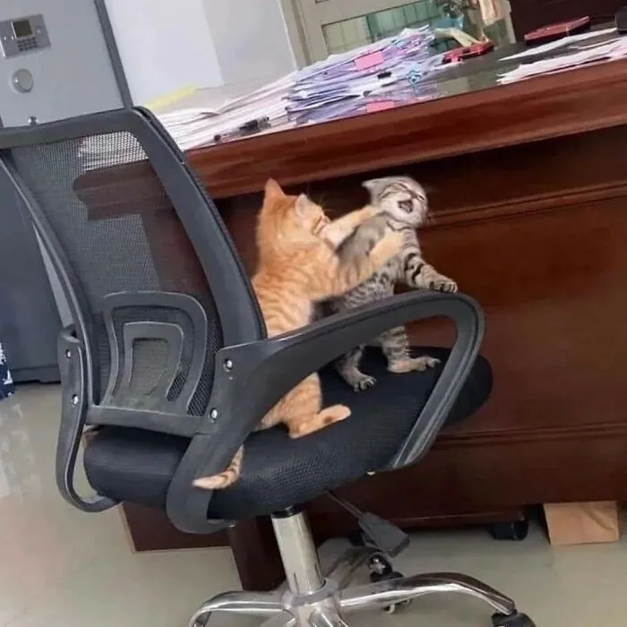 50 Magical Photos That Prove Cats Are Truly A Blessing, As Shared On This Instagram Page