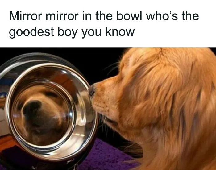 ‘Animals With Vibing Auras’: 50 Hilarious Pics Of Creatures Doing Random Things