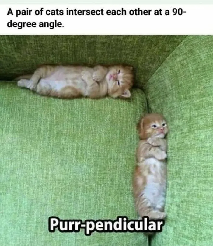 ‘Animals With Vibing Auras’: 50 Hilarious Pics Of Creatures Doing Random Things