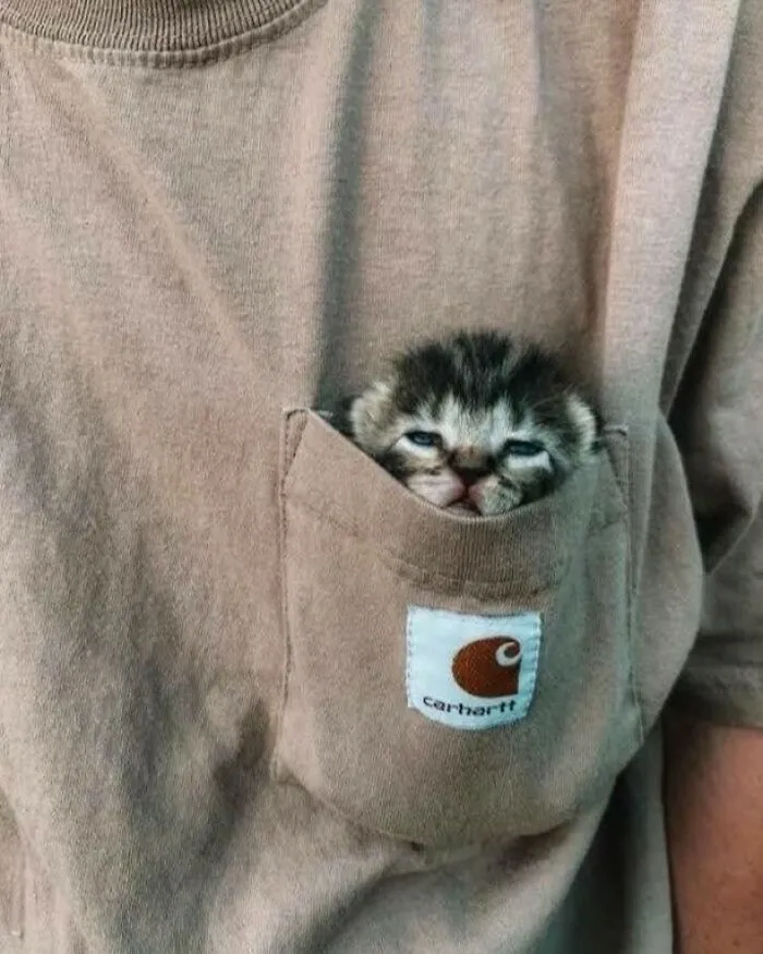 50 Magical Photos That Prove Cats Are Truly A Blessing, As Shared On This Instagram Page