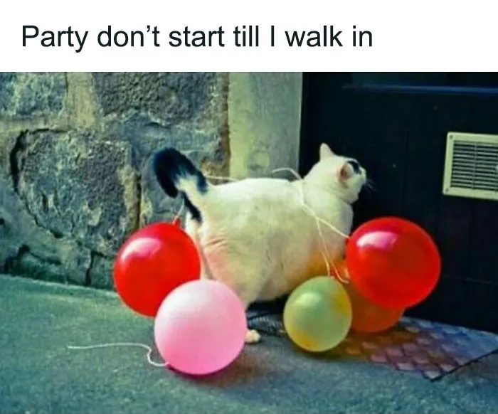 ‘Animals With Vibing Auras’: 50 Hilarious Pics Of Creatures Doing Random Things