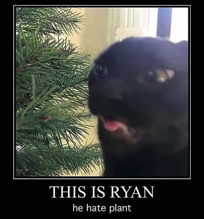 ‘Animals With Vibing Auras’: 50 Hilarious Pics Of Creatures Doing Random Things