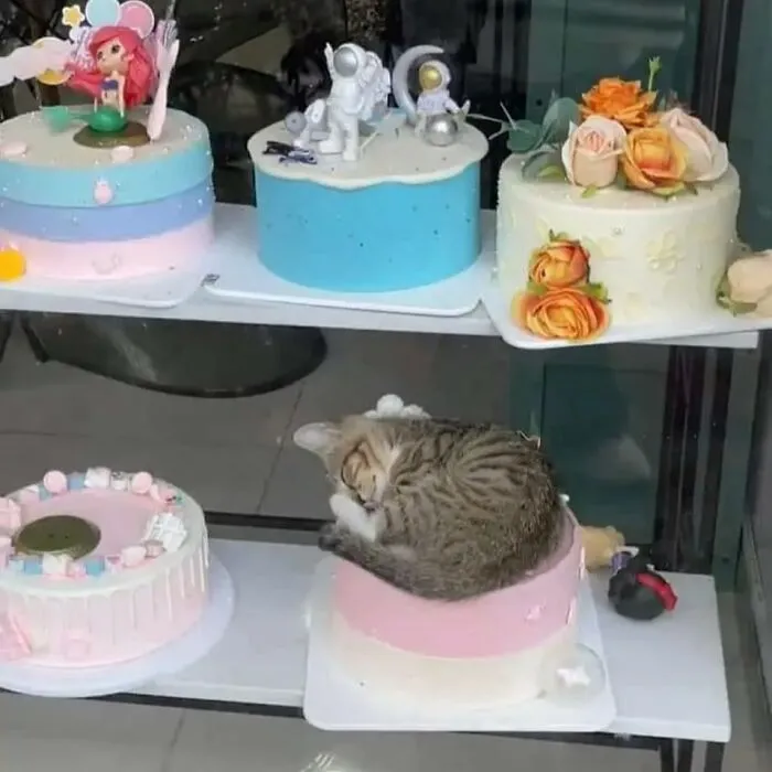 26 Fotos de gatos adorables para animarte si llevas un mal día
