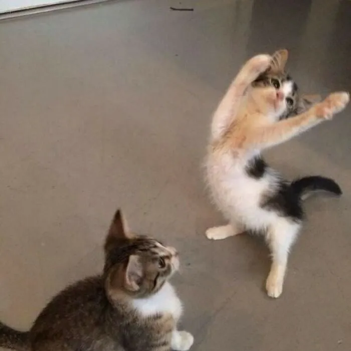 50 Magical Photos That Prove Cats Are Truly A Blessing, As Shared On This Instagram Page