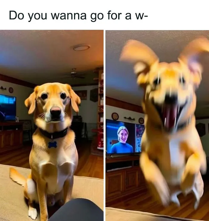 50 Soul-Healing Dog Memes That Are Cute And Funny At The Same Time