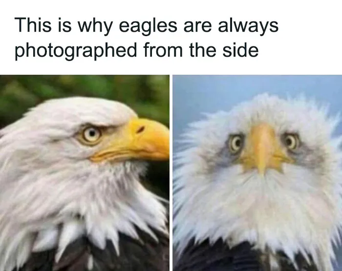 50 Hilarious Memes To Brighten Up Your Day