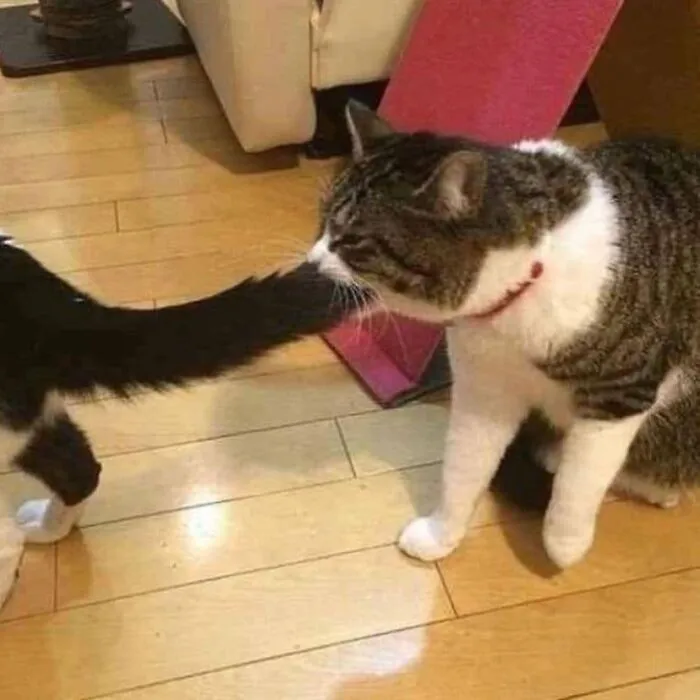 26 Fotos de gatos adorables para animarte si llevas un mal día