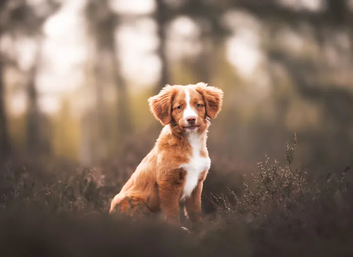 My 27 Photos Of Dogs That I Took In Atmospheric Surroundings