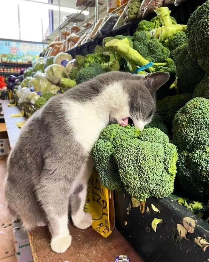26 Fotos de gatos adorables para animarte si llevas un mal día