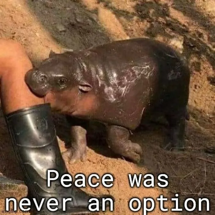 ‘Animals With Vibing Auras’: 50 Hilarious Pics Of Creatures Doing Random Things