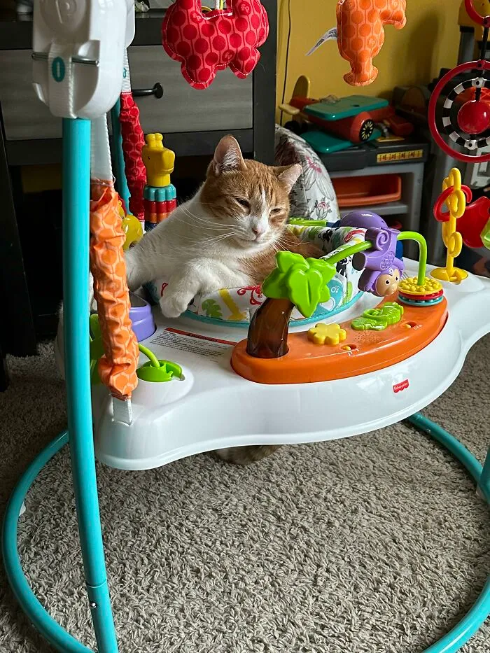 Casi todos los juguetes para gatos y bebés son intercambiables