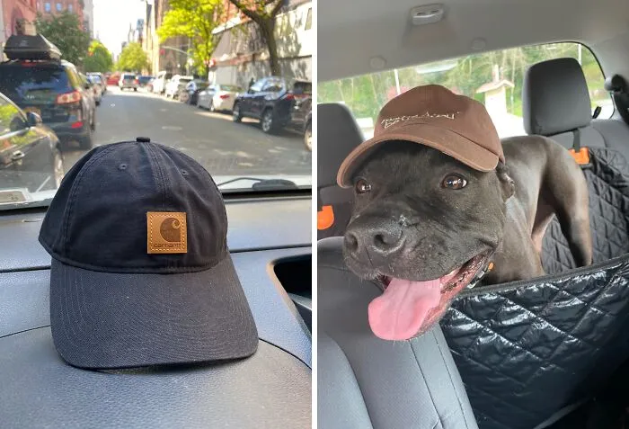 This <a Style="Display:inline;" Href="Https://Www.amazon.com/Carhartt-Mens-Canvas-Cap-Yellowstone/Dp/B08bg7p6yh?pd_rd_w=brqql&content-ID=amzn1.sym.8f0edc4c-95b8-489e-8763-6844e19bcb35&pf_rd_p=8f0edc4c-95b8-489e-8763-6844e19bcb35&pf_rd_r=xmbdnhd4vn8fk441p4e3&pd_rd_wg=nspeh&pd_rd_r=2522efe3-1f59-4883-B3d6-2730d9e4b635&pd_rd_i=b08bg7p6yh&th=1&linkcode=ll1&tag=bpdeer-20&linkid=3cad3ae0b9be8379eaf55485957c669f&language=en_us&ref_=as_li_ss_tl" Target="_blank">  <span Style="Font:inherit;color:#d74b1f;"> Carhartt  Baseball Cap </Span> Is A Trendy Alternative To His Worn Out Caps